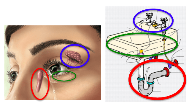 Lacrimal